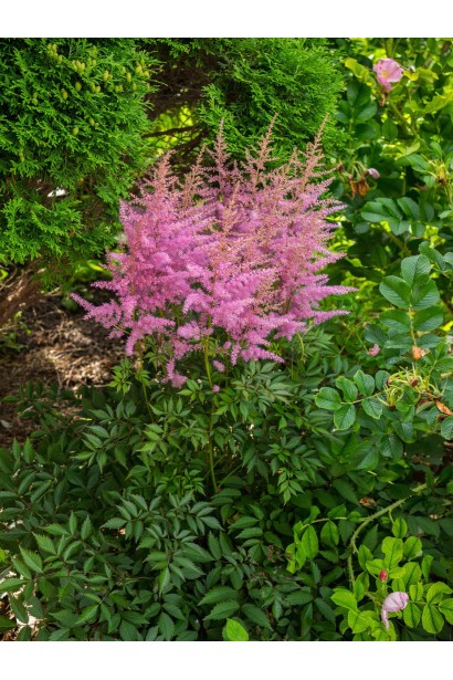 Астильба арендса Каттлея